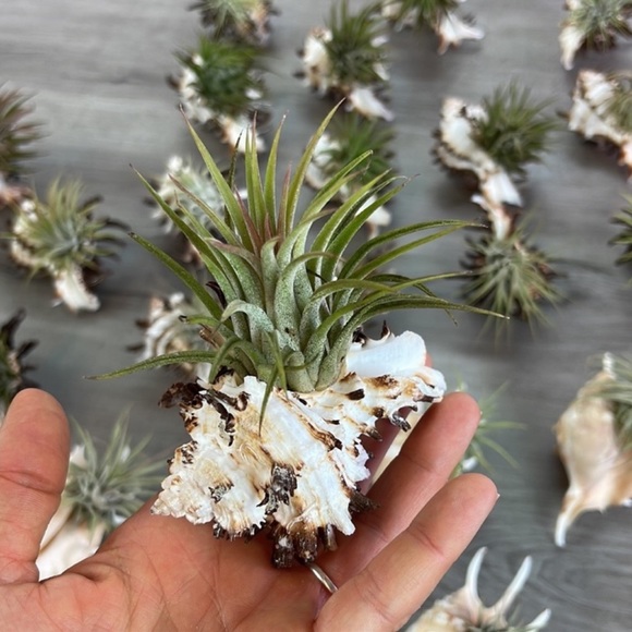 🔆LARGE AIR PLANT BUDDY🔆 WITH REAL SEA SHELL HANDMADE AND UNIQUE - Picture 7 of 12